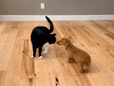 Black And White Cat And Brown Dog On Wooden Floor GIF