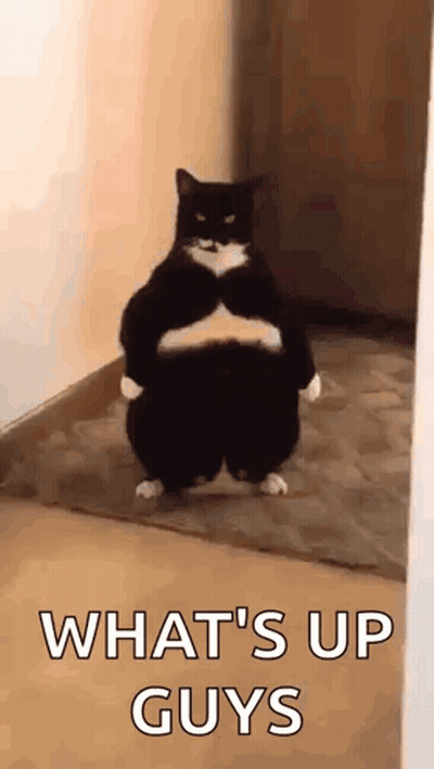 Black And White Cat Arms Crossed What's Up Guys GIF
