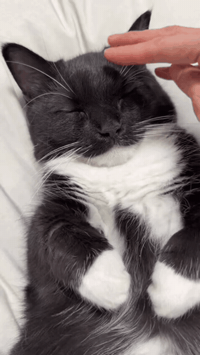 Black And White Cat Being Held GIF