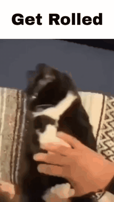 Black And White Cat Being Petted On Blanket GIF