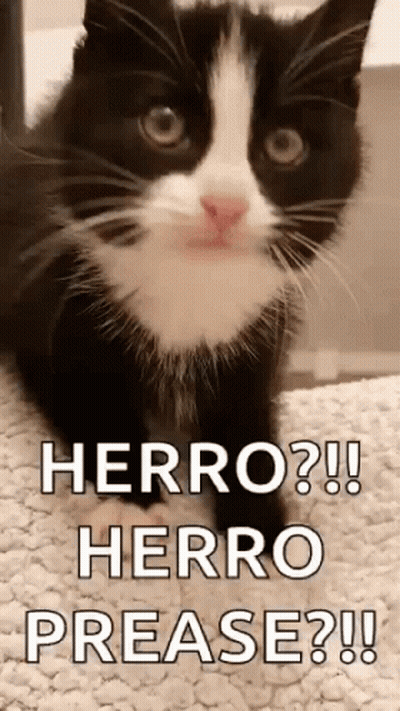 Black And White Cat Beside Sign Herro ? GIF