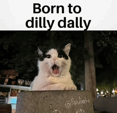 Black And White Cat Born To Dilly Dally GIF