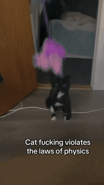 Black And White Cat Cat Fucking Violates The Laws Of Physics GIF