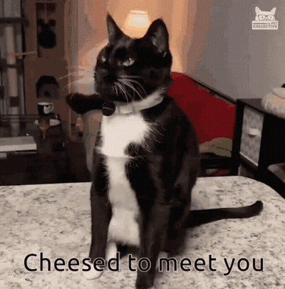 Black And White Cat Cheesed To Meet You GIF