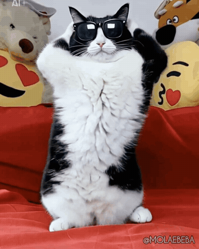 Black And White Cat Dancing In Sunglasses GIF