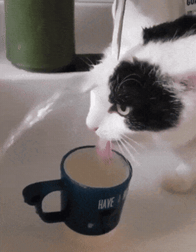 Black And White Cat Drinking Blue Mug Have A Nice Day GIF