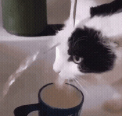 Black And White Cat Drinking From Blue Mug GIF