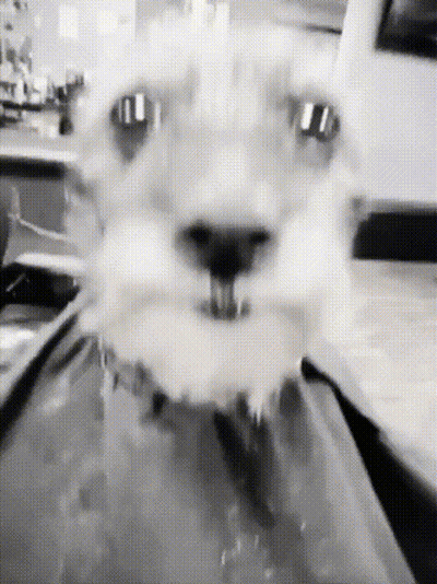 Black And White Cat Drinking From Faucet GIF
