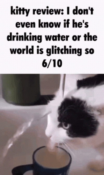 Black And White Cat Drinking Water From Blue Cup GIF