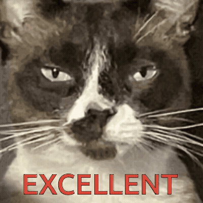 Black And White Cat Excellent In Red GIF