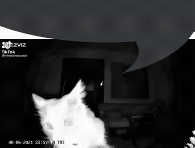 Black And White Cat Ezviz Tiktok GIF