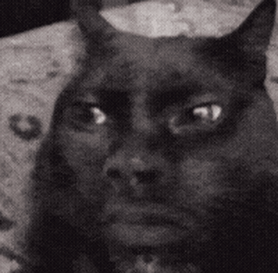 Black And White Cat Face Looking At Camera GIF