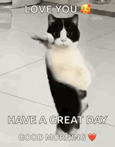 Black And White Cat Giving Thumbs Up GIF
