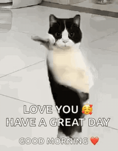 Black And White Cat Giving Thumbs Up GIF