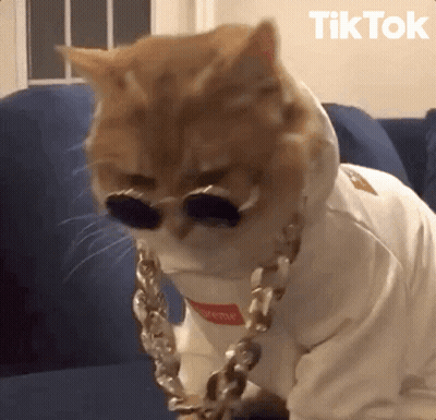 Black And White Cat Hugging Another Cat On Couch GIF