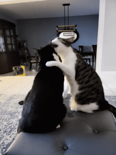 Black And White Cat Hugging Another On Couch GIF