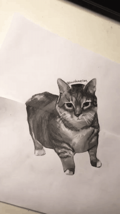 Black And White Cat Hushmaran GIF