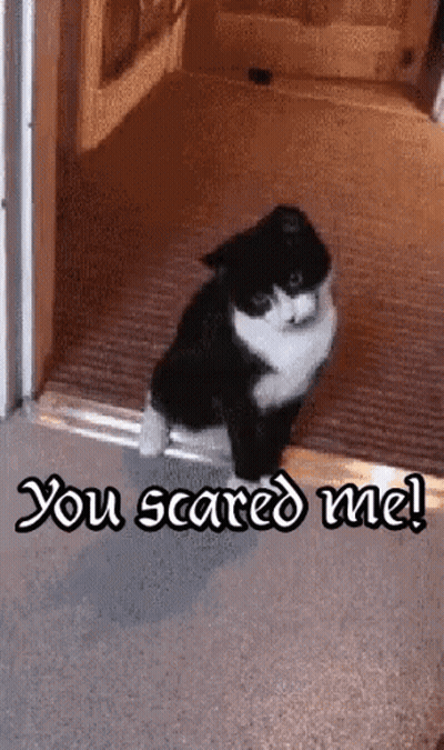 Black And White Cat In Doorway You Scared Me GIF