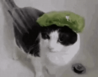 Black And White Cat In Green Hat GIF
