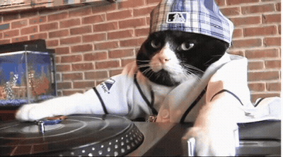 Black And White Cat In Hat And Baseball Jersey GIF