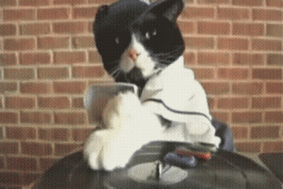 Black And White Cat In Hat And Jacket GIF