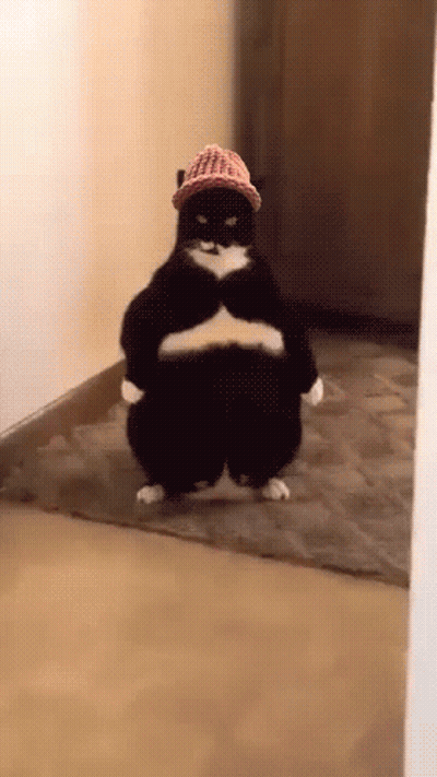 Black And White Cat In Hat And Pants On Rug GIF