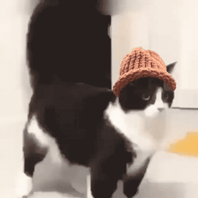 Black And White Cat In Knitted Hat GIF