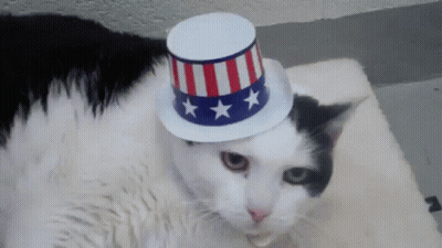Black And White Cat In Patriotic Top Hat GIF