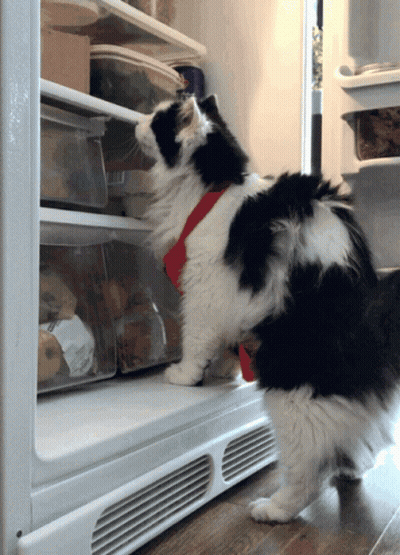 Black And White Cat In Red Harness Looking Into Refrigerator GIF