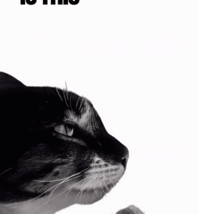 Black And White Cat Is This Ragebait GIF