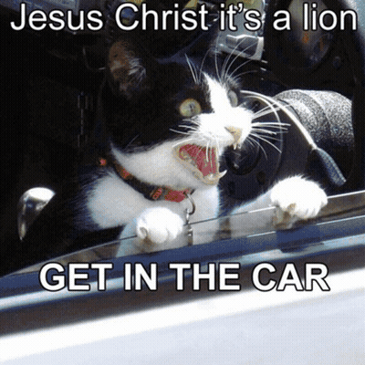 Black And White Cat Jesus Christ It's A Lion Get In The Car GIF