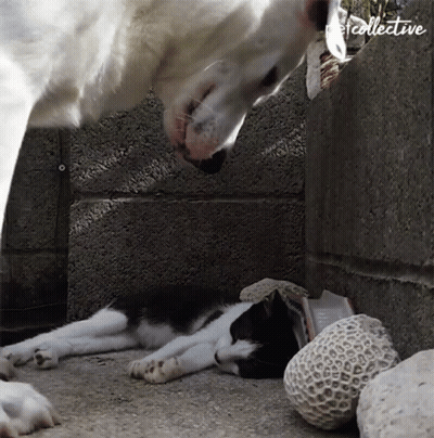 Black And White Cat Laying Beside Dog With Word Collective GIF