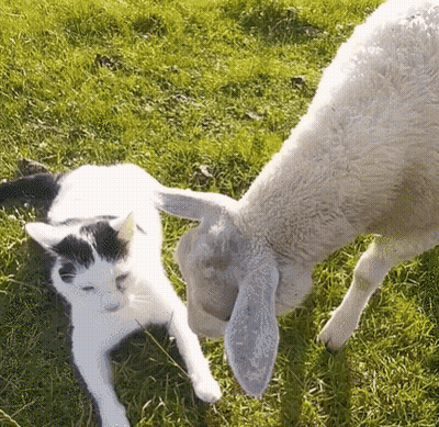 Black And White Cat Laying Beside Sheep GIF