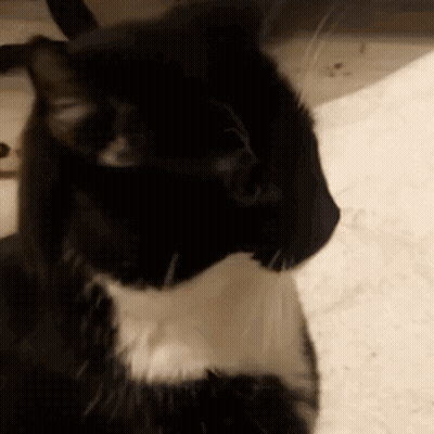 Black And White Cat Laying Down Looking At Camera GIF