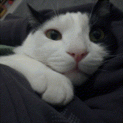 Black And White Cat Laying In Blanket GIF