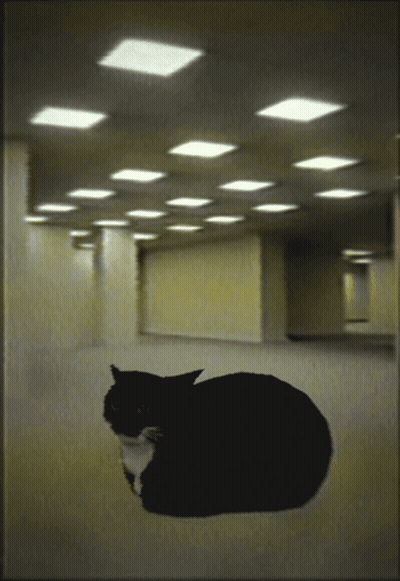 Black And White Cat Laying In Hallway GIF