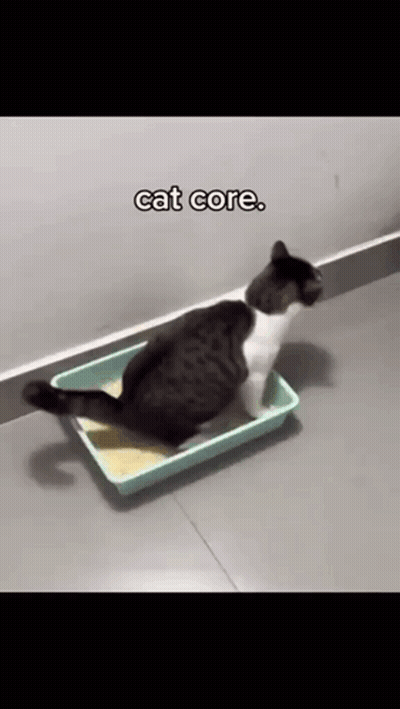 Black And White Cat Laying In Litter Tray Cat Core GIF