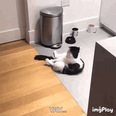 Black And White Cat Laying Next To Trash Can And Coffee GIF