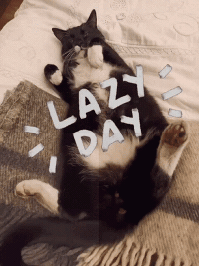 Black And White Cat Laying On Bed Saying Lazy Day GIF