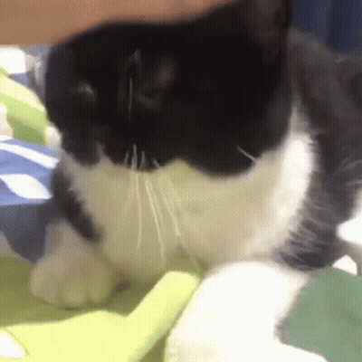 Black And White Cat Laying On Blanket On Bed GIF