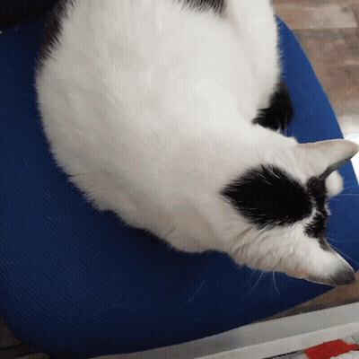 Black And White Cat Laying On Blue Mat GIF