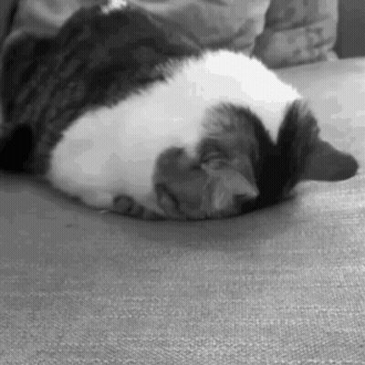 Black And White Cat Laying On Couch GIF