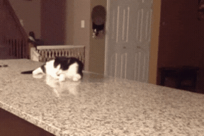 Black And White Cat Laying On Counter GIF