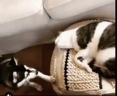 Black And White Cat Laying On Cushion Next To Husky Dog GIF