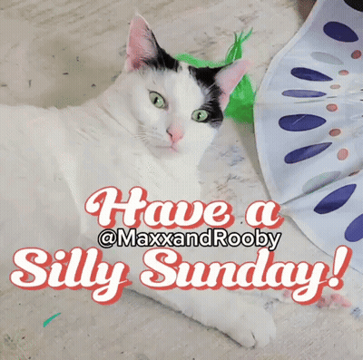 Black And White Cat Laying On Floor Have A Silly Sunday GIF