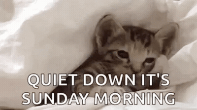 Black And White Cat Laying On Floor Have A Silly Sunday GIF