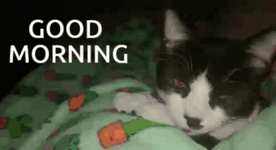 Black And White Cat Laying On Green Blanket Good Morning GIF