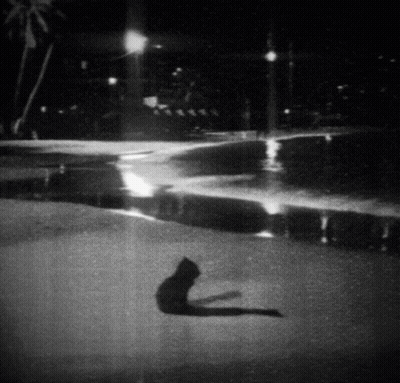 Black And White Cat Laying On Ground At Night GIF