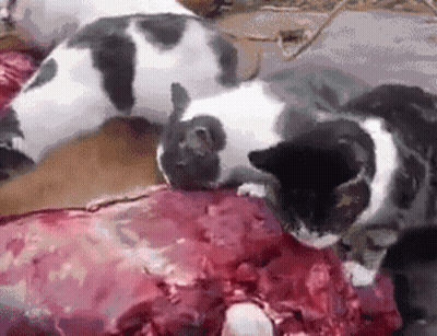 Black And White Cat Laying On Meat GIF