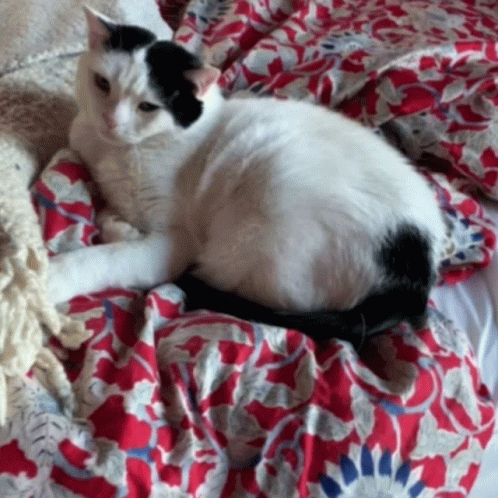 Black And White Cat Laying On Red And White Blanket GIF